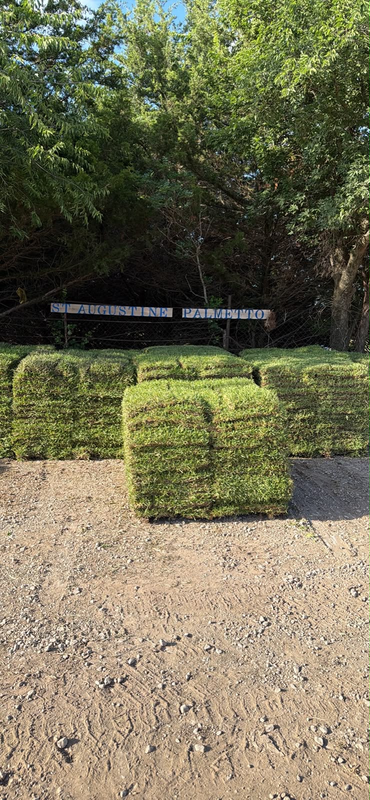 St. Augustine Palmetto sod