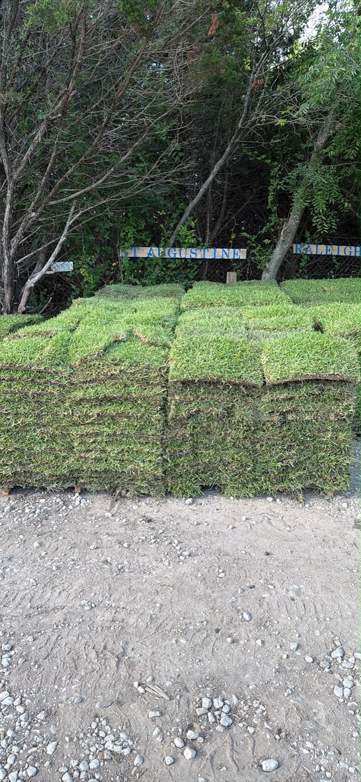 St. Augustine Raleigh sod